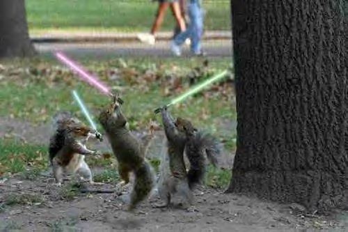 JediSquirrels