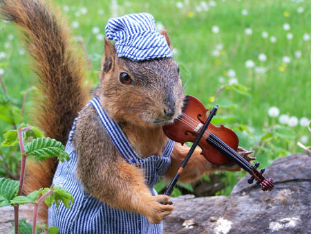 fiddlesquirrel