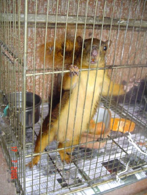 squirrel-in-jail