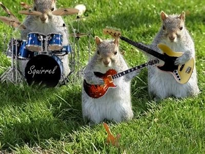squirrel-band