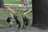 JediSquirrels.jpg