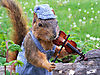 fiddlesquirrel.jpg