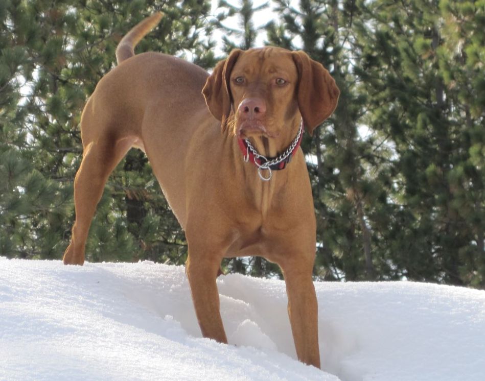 Gracie_03.JPG