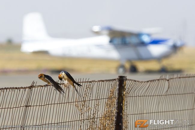 Bird Swallow Vereeniging Airfield FAVV