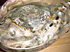 redabalone3.JPG