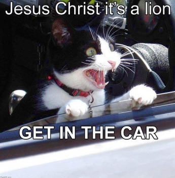 lioncat