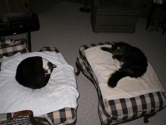 Bootie&amp;Roscoe