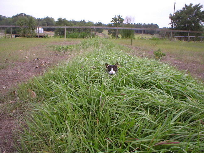SNEAKY