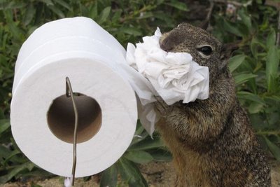 squirrel-toilet