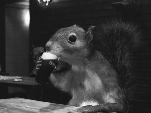 squirrelbeer
