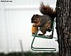 squirrel_chair.jpg