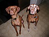 Dogs_06_June_2006_006.jpg