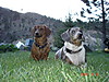 June_17_2007_Willie_and_Irises_etc_036.jpg