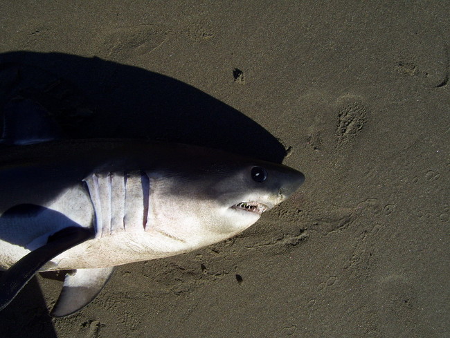 dead shark