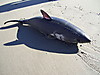 1shark07.jpg