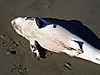 2shark07.jpg