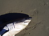 3shark07.jpg