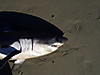 4shark07.jpg