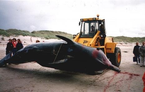 Butskop1995