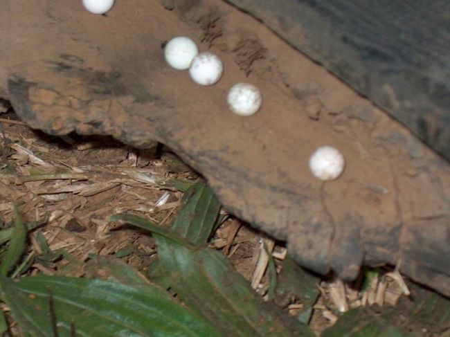 What's this? Airsoft pellets?