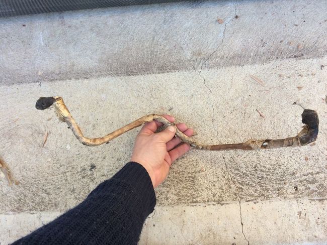 NOS fuel line. WOA1368 GPW 9289