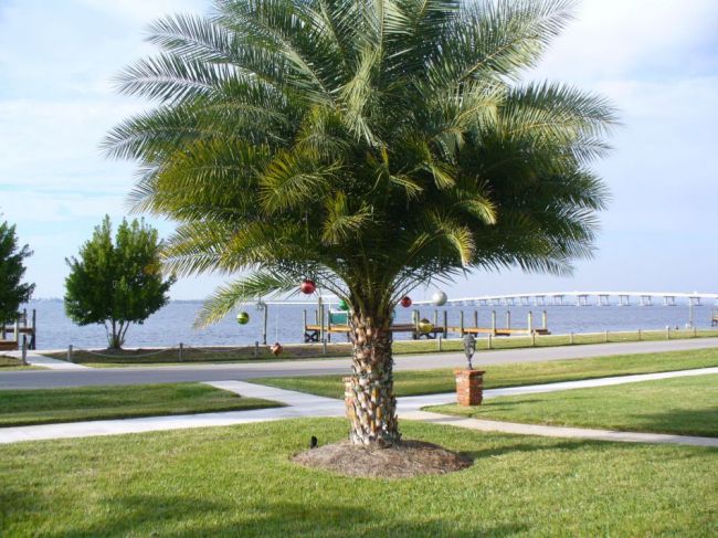 Florida tree decorating