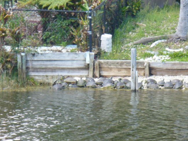 Turtle spring break
