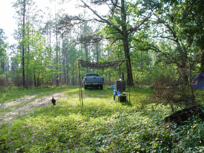 spring turkey hunting Aucilla Fl