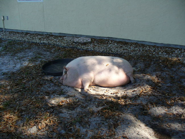 guest pig