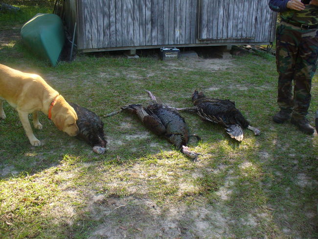 Turkey hunt 2016