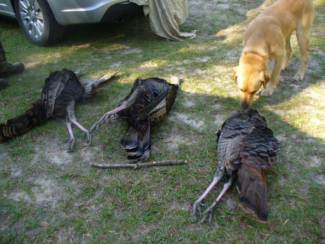 Turkey hunt 2016