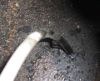 Tank_Fuel_Line.jpg