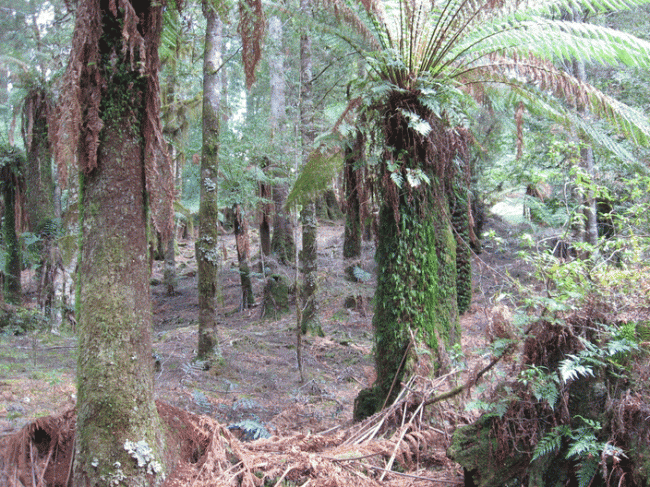Rainforest scenes testing