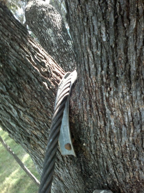 Far_end_tree_fork_saddle_