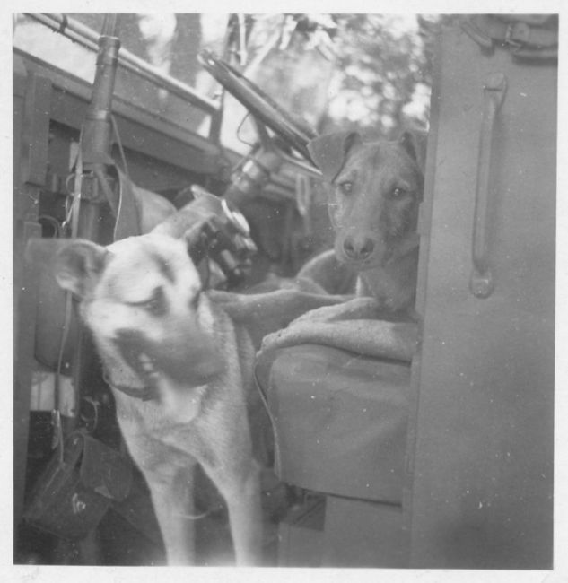 dog_0013a