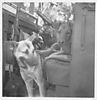 dog_0013a.jpg