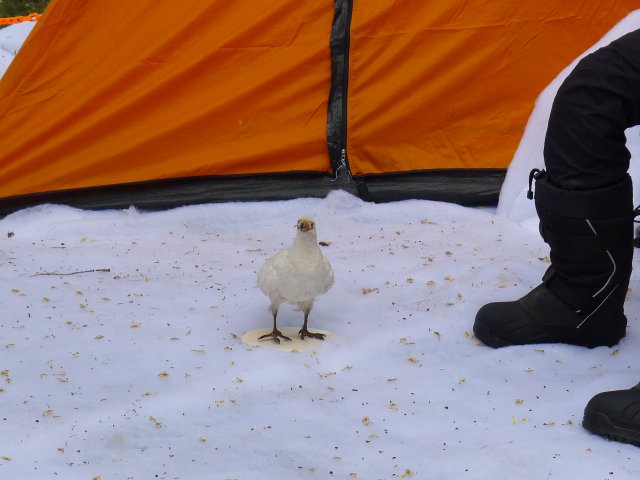3243