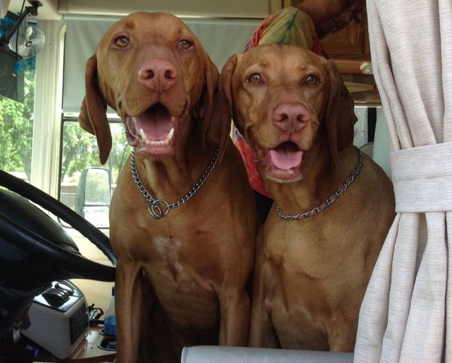 George and Gracie