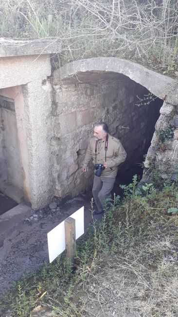 Maisy Battery