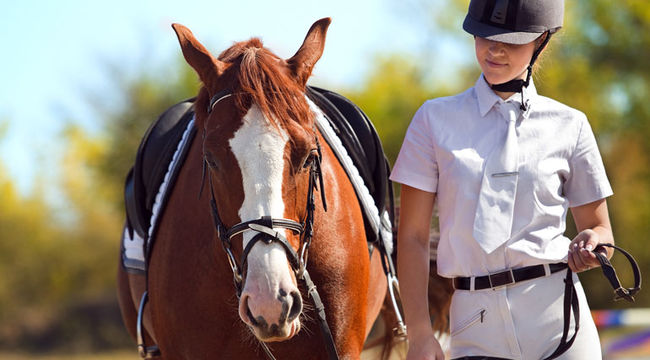 Horse Mortality Insurance