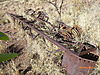 BTTT2021_Crane_boom_at_Dutchess_a_8_2021.JPG
