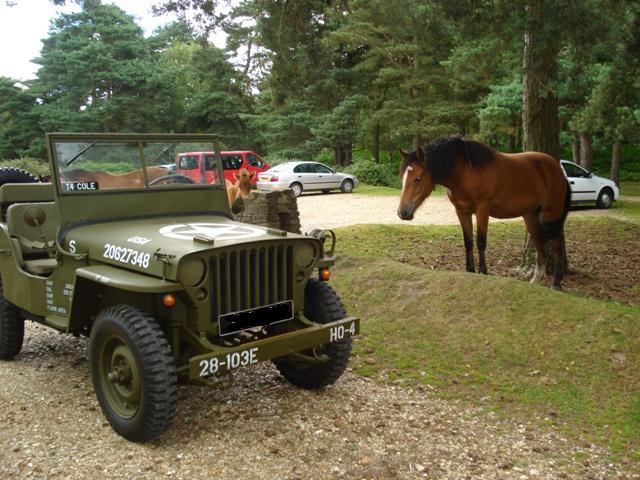 New Forest