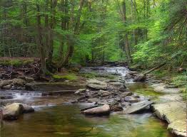 Hemlock