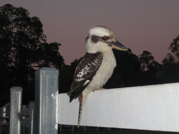 Canungra 2009