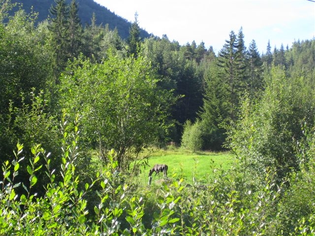 Moose