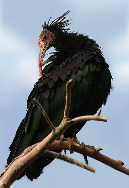 ibis