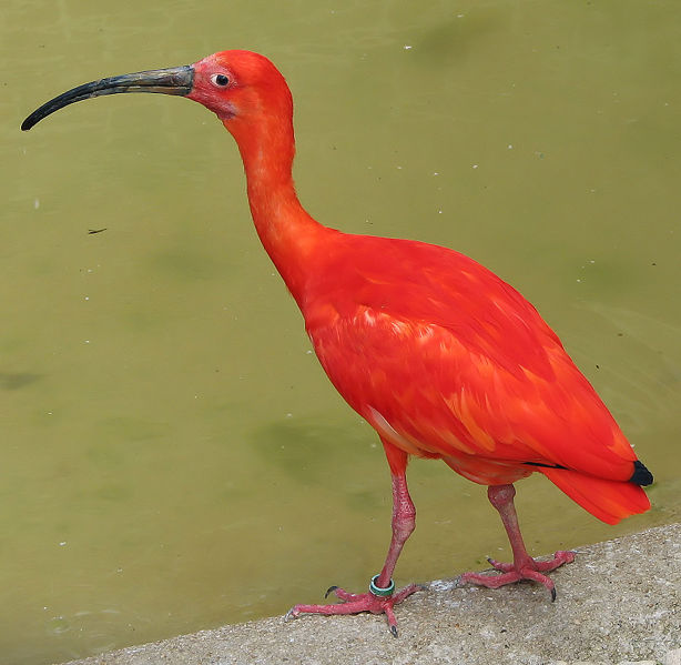 ibis1