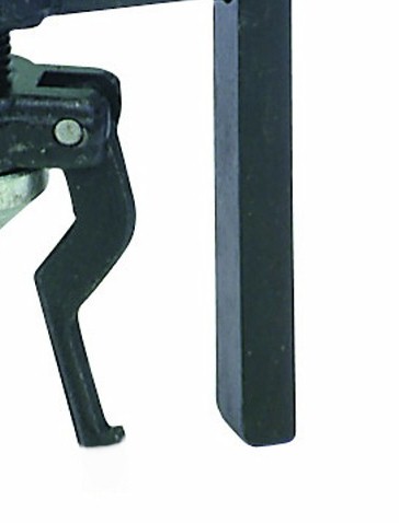 leg