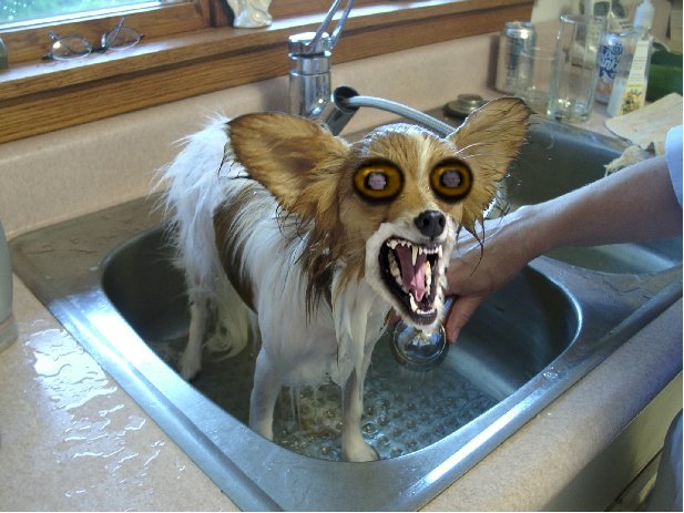 lil_doggy