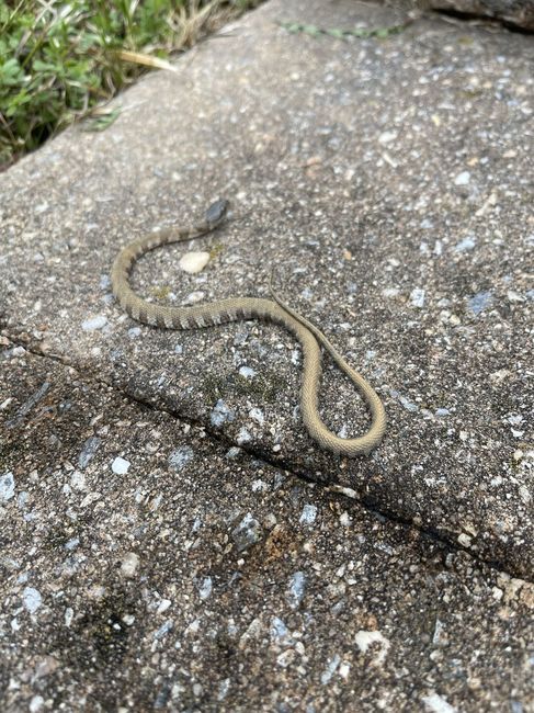 Snek